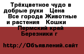 Трёхцветное чудо в добрые руки › Цена ­ 100 - Все города Животные и растения » Кошки   . Пермский край,Березники г.